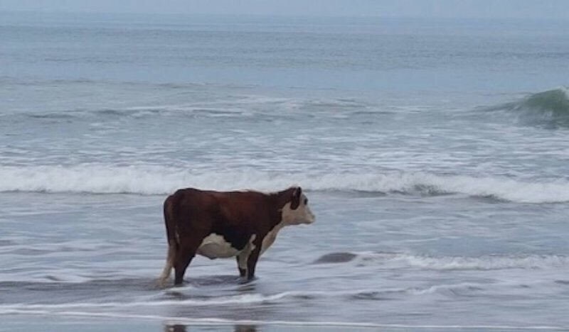 a cow stands on the shore of a lake or a sea