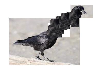 a crow badly edited to have a very long neck