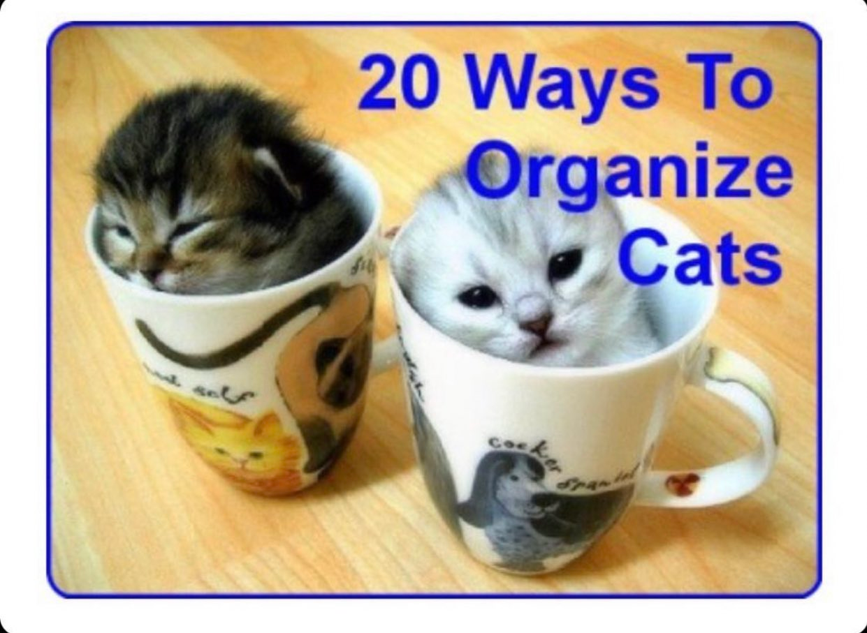 image captioned "20 ways to organize cats", its two tiny kittens sleeping inside mugs