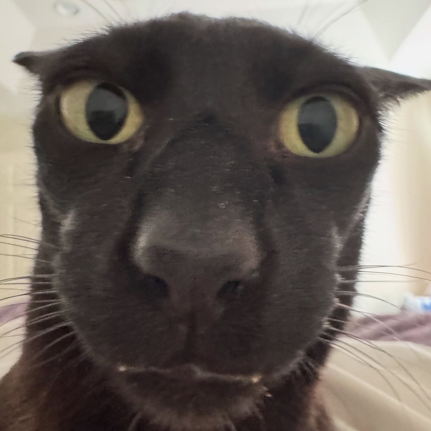 A black cat looking right at you