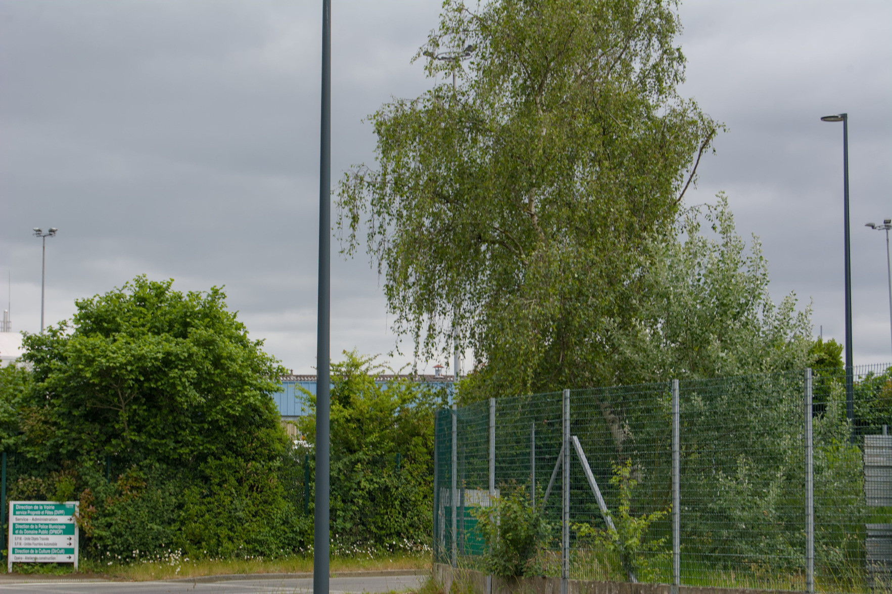 Greenery at the entrance of some kind of road in an industrial area. One of the trees takes up most of the picture. Greenery at the entrance of some kind of road in an industrial area. One of the trees takes up most of the picture.