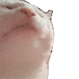 :catjam@piggo.space: