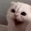 :acat_screamangry@outerheaven.club: