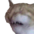 :cringingcat@donotsta.re: