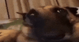 :wurf@wolfdo.gg:
