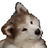 :dog_tilt@terberlo.dog: