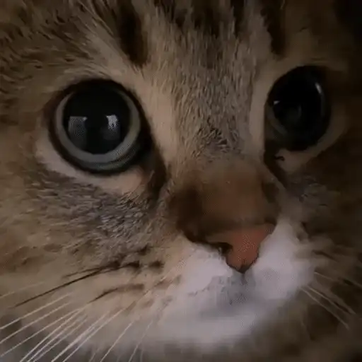 :acatmeow4tl@mk.absturztau.be: