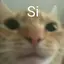 :cat_si@donotsta.re: