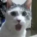:cat_shocked@not-brain.d.on-t.work: